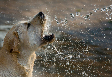 Labradors en water